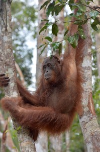 Trans Borneo Expedition 2014         
